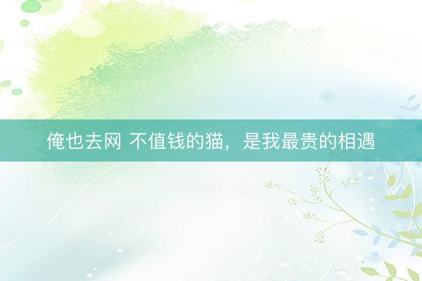 俺也去网 不值钱的猫，是我最贵的相遇