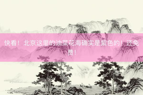 快看！北京这里的油菜花海确实是紫色的！还免费！